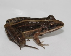 Leptodactylus fuscus