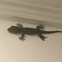 Gekko gecko