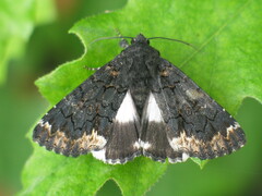 Catephia alchymista