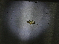 Salbia cassidalis