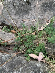Scutellaria humilis