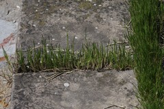 Sporobolus virginicus