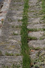 Sporobolus virginicus