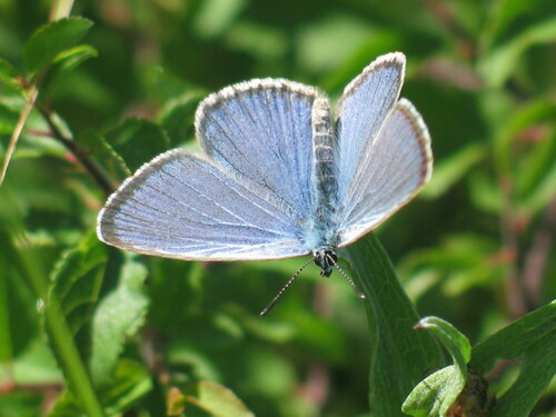 Alcon Large Blue, photo 4 of 8