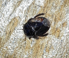Macroscytus
