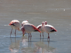 Phoenicoparrus jamesi