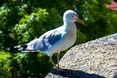 Larus argentatus