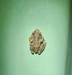Litoria ewingii