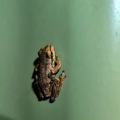 Litoria ewingii
