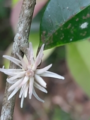 Chionanthus mala-elengi