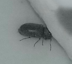Stegobium