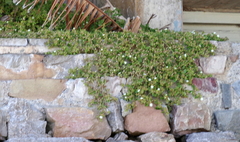 Mesembryanthemum aitonis