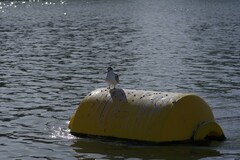Sterna hirundo hirundo