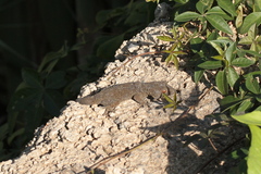 Tarentola gomerensis