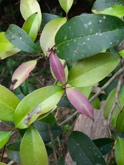 Chionanthus mala-elengi