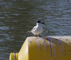 Sterna hirundo hirundo