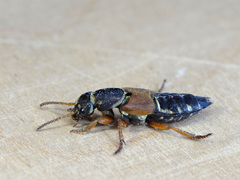 Staphylinus caesareus