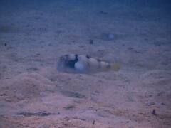 Iniistius aneitensis