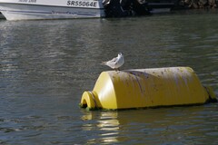 Sterna hirundo hirundo