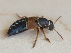 Staphylinus caesareus