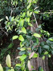 Chionanthus mala-elengi