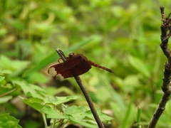 Neurothemis fulvia