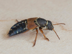 Staphylinus caesareus
