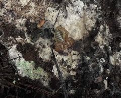 Euscorpius garganicus