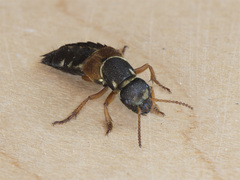 Staphylinus caesareus