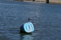 Sterna hirundo hirundo
