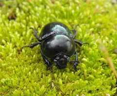 Trypocopris vernalis