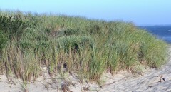 Ammophila arenaria