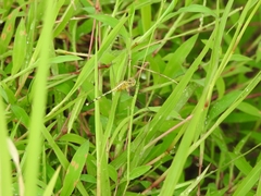 Diplacodes trivialis