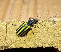 Astylus forcipatus