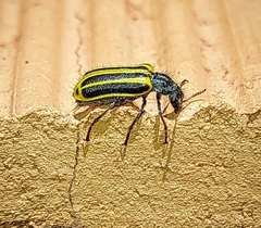 Astylus forcipatus