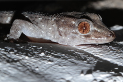 Tarentola gomerensis