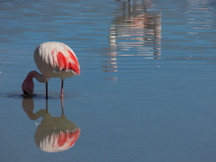 Phoenicoparrus jamesi