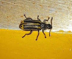 Astylus forcipatus