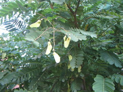 Dalbergieae