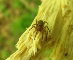 Liocranidae