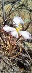 Heliophila carnosa