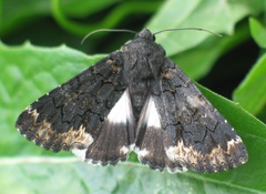 Catephia alchymista