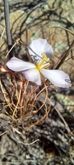 Heliophila carnosa