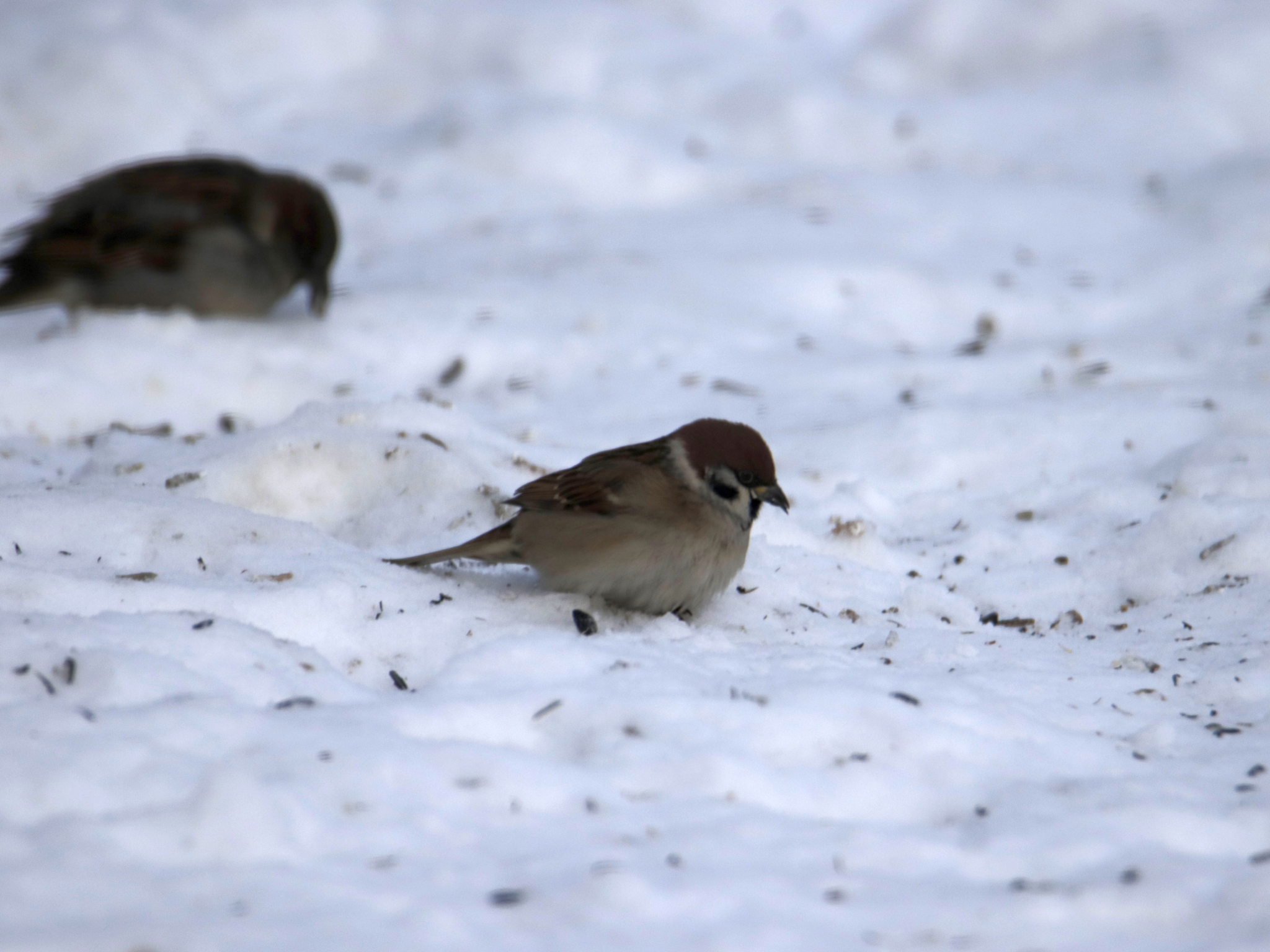 Passer montanus (Linnaeus, 1758)