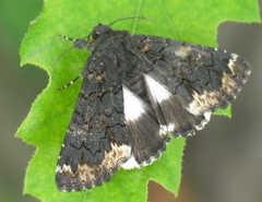 Catephia alchymista