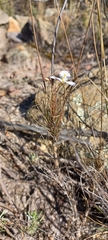 Heliophila carnosa