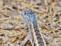 Chalarodon madagascariensis