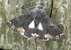 Catephia alchymista