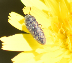 Acmaeodera tubulus