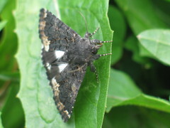 Catephia alchymista
